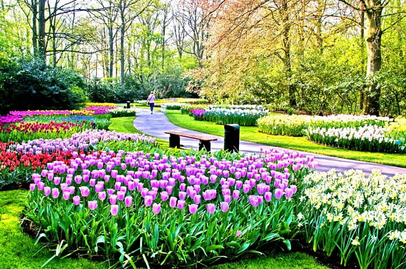 FLOWER'S PARADISE, colors of nature, enchanting nature, bench, trees, purple colors, splendor, paradise, people, path, trail, garden, nature, tulips, walking, landscape, HD wallpaper