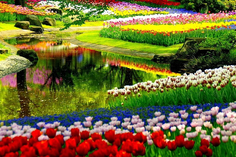 Coloridas flores de primavera, colorido, flores, jardín, naturaleza,  primavera, Fondo de pantalla HD | Peakpx