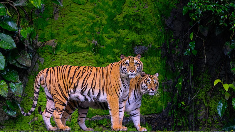Tigers Are Standing With Background Of Algae Rock Animals, HD wallpaper