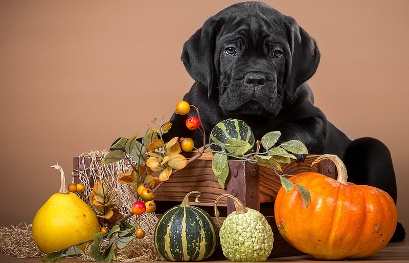 Autumn puppy, pretty, autumn, fruits, bonito, adorable, dig, sweet, cute, still life, pumpkin, puppy, HD wallpaper