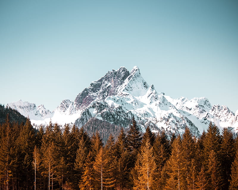 mountain, trees, forest, peak, snowy, cloudless sky, HD wallpaper