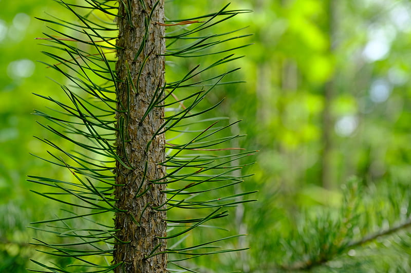 tree, pine, needles, green, HD wallpaper