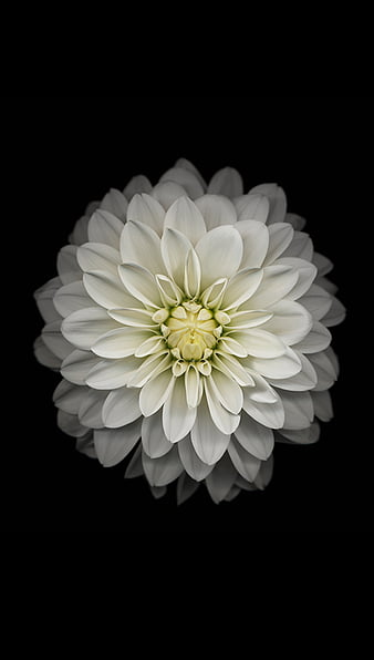 Hd Iphone Flower Wallpapers Peakpx