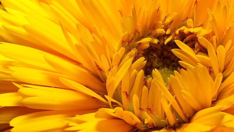 Open to the Sun, sun, bright, flower, yellow, open, HD wallpaper