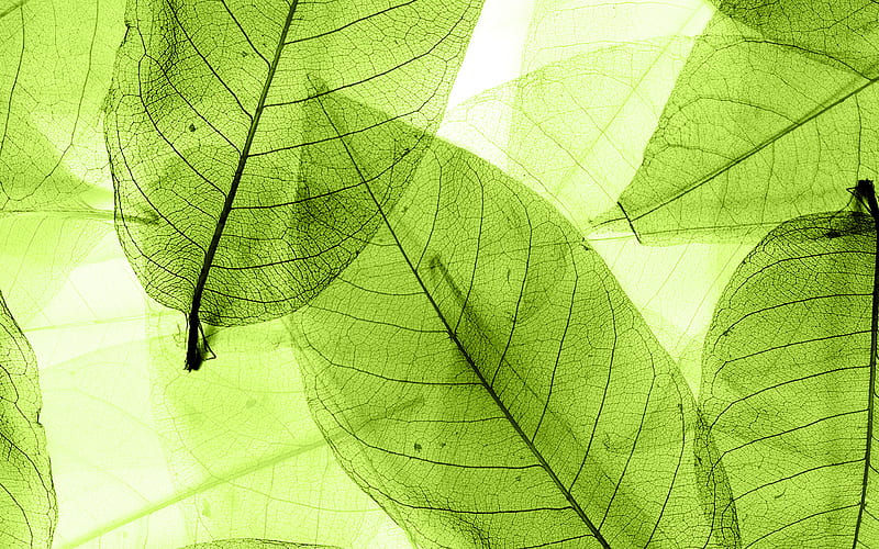 green leaves texture, close-up, leaves, leaves texture, green leaf, leaf pattern, leaf textures, green leaves, HD wallpaper