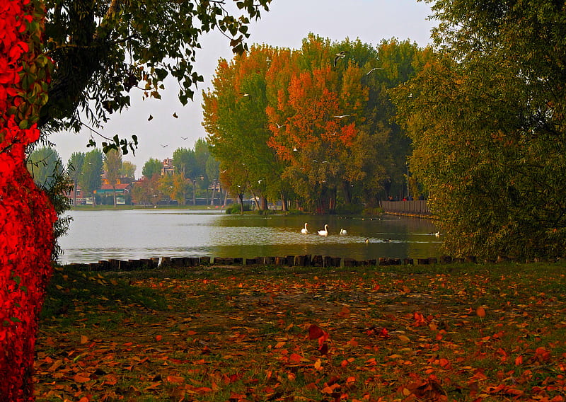 Lake., fall, autumn, swan, lake, leaf, tree, water, bird, colour, HD wallpaper