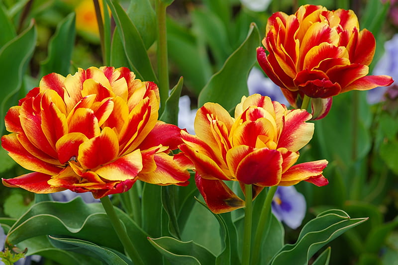 Tulips, Macro, Colourful, Three, HD wallpaper