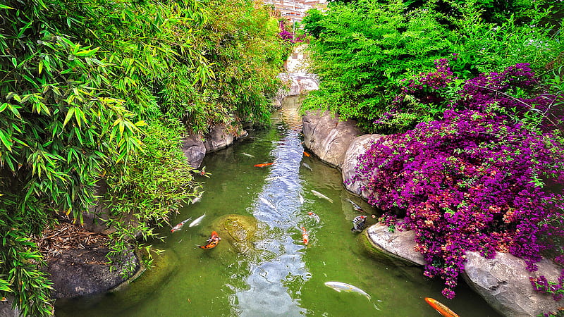Fishes In Pond Between Stones And Foliage Trees Garden Garden, HD wallpaper