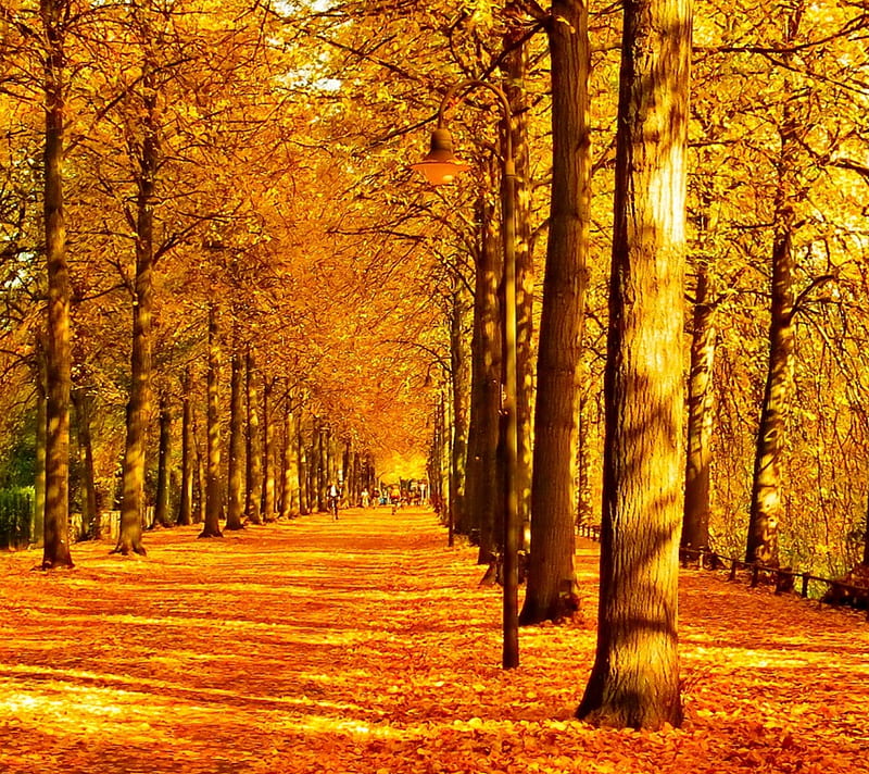 October, autumn, colorful, golden, HD wallpaper