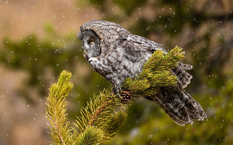 Tawny Owl, animal, bird, owl, tawny, HD wallpaper