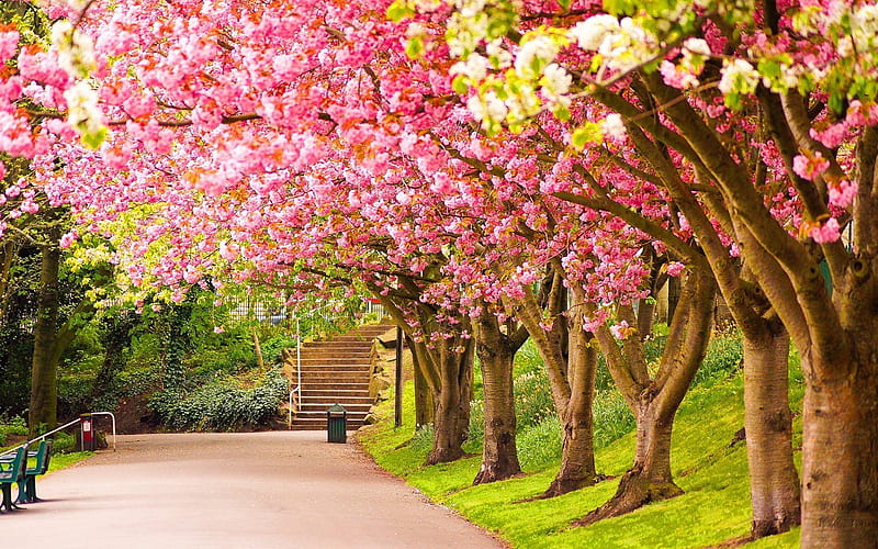 Spring Alley, blossoms, park, trees, cherry, path, HD wallpaper