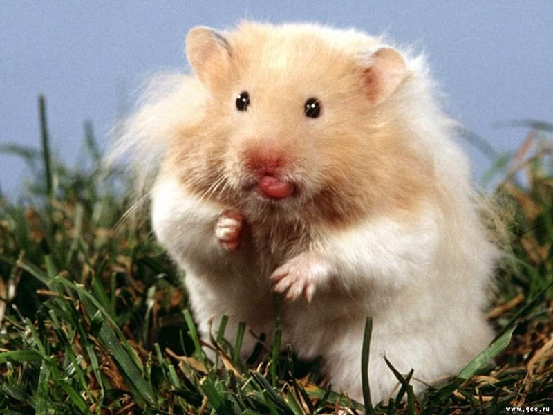 Cheeky Hamster, cheeky, tongue out, hamster, grass, HD wallpaper
