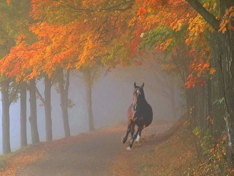 Out of My Way, I'm In A Big Hurry!, fall season, blazed face, brown, colorful trees, horses, fast, HD wallpaper