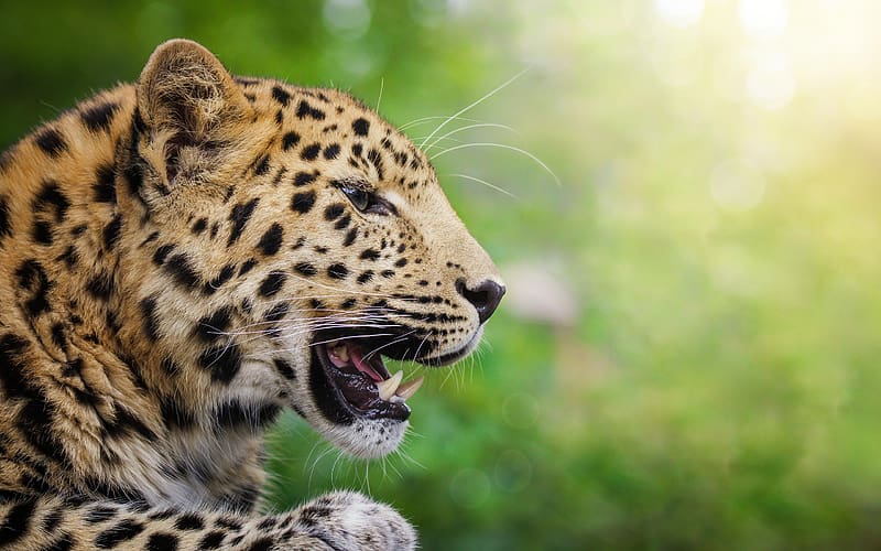 Cats, Amur Leopard, Leopard, Animal, Profile, HD wallpaper