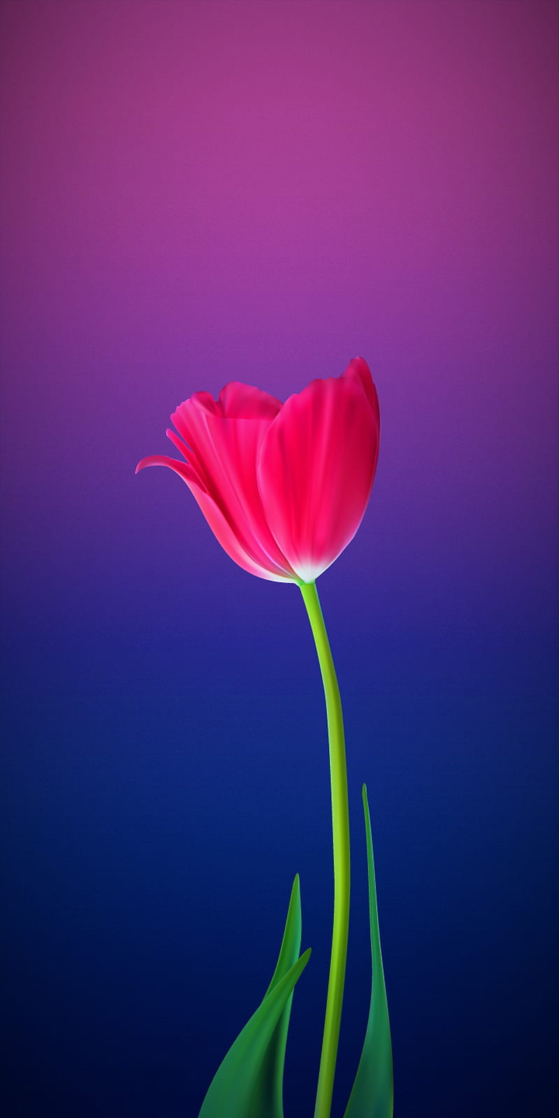 Love, flower, tulip, gabriel, HD phone wallpaper
