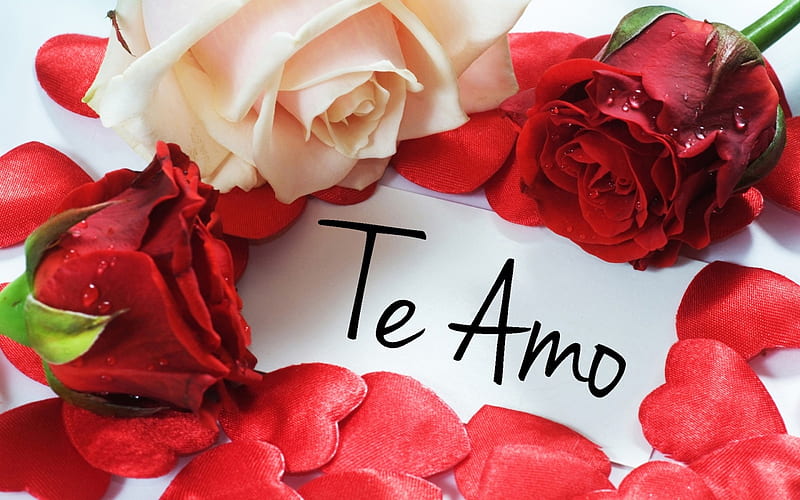 Te Amo, red, flowers, roses, love, HD wallpaper