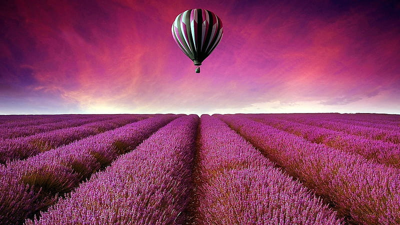 Air Balloon Above Lavender Field, balloon, flowers, nature, lavender, sky, pink, field, HD wallpaper