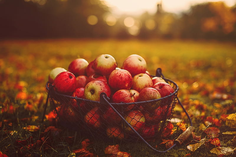 apples, basket, autumn, harvest, HD wallpaper