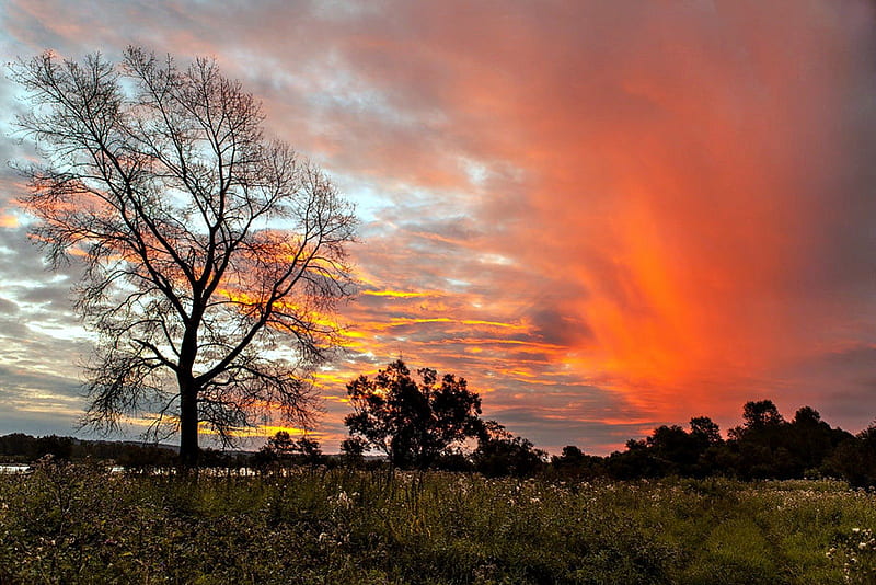 Sunset country nature rabbit scene silhouette sunrise HD phone  wallpaper  Peakpx