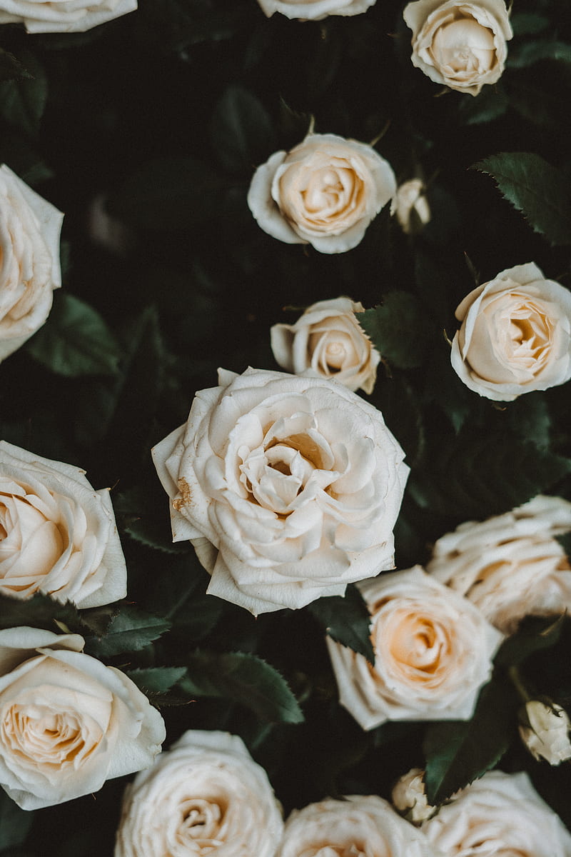 roses, white, flowers, bloom, plant, HD phone wallpaper