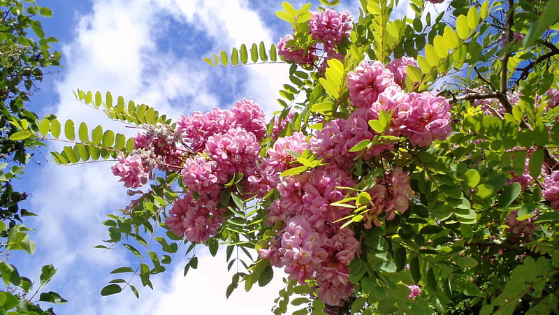 Acacia., flowers, nature, fields, other, HD wallpaper