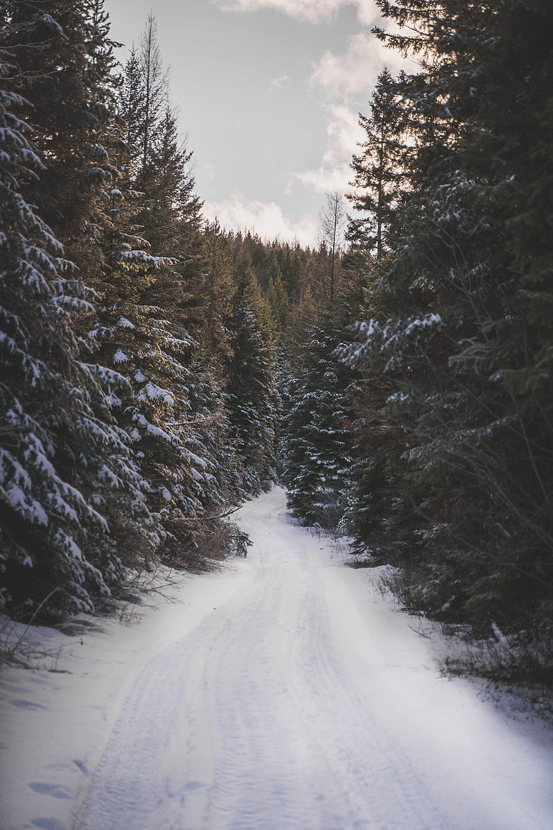 HD wallpaper road forest snow trees winter