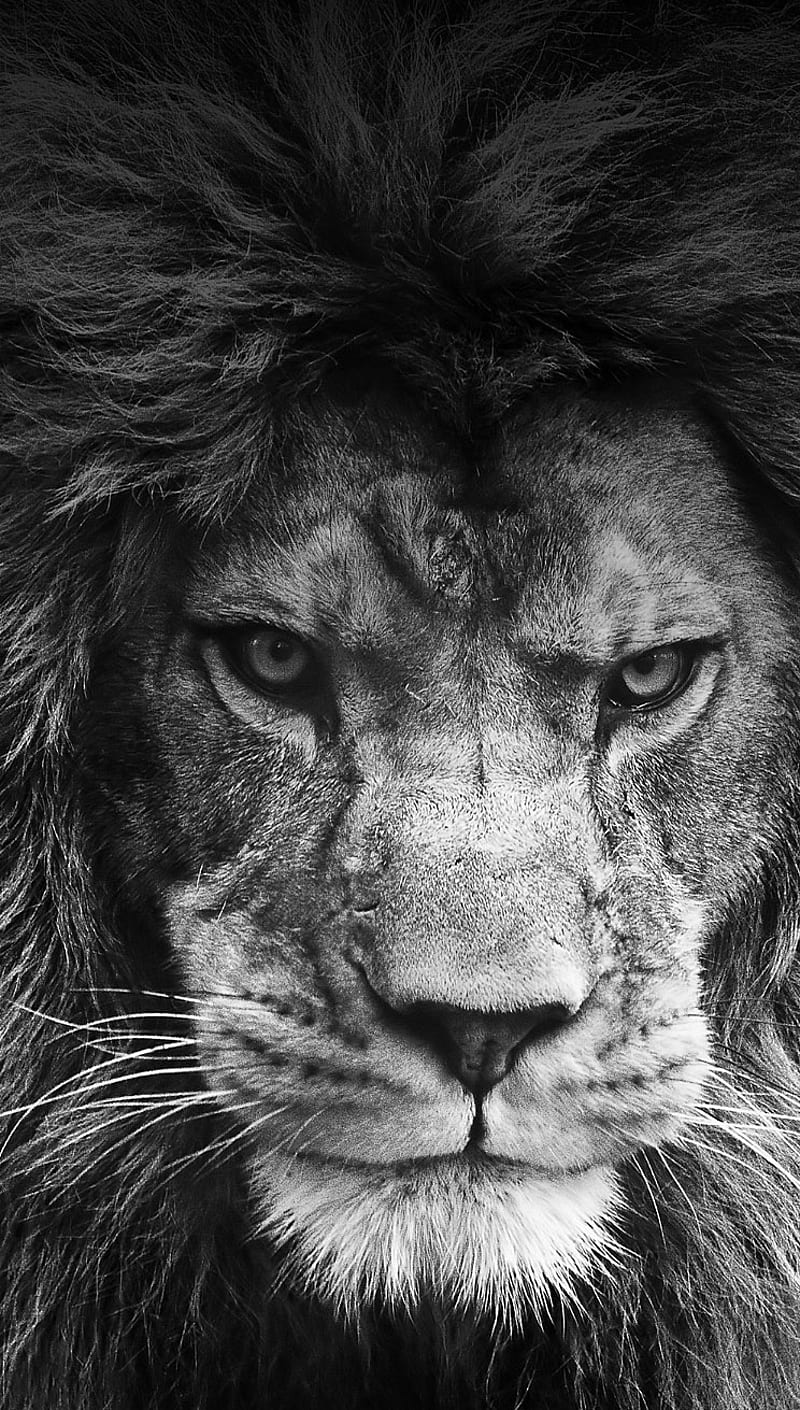 Legendary, animals, lion, king, HD phone wallpaper