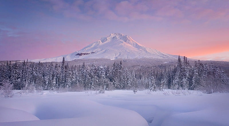 Winter pale sky, forest, dawn, pine wood, dusk, sunset, sky, winter, snow, mountains, nature, sunrise, scene, landscape, wood, HD wallpaper