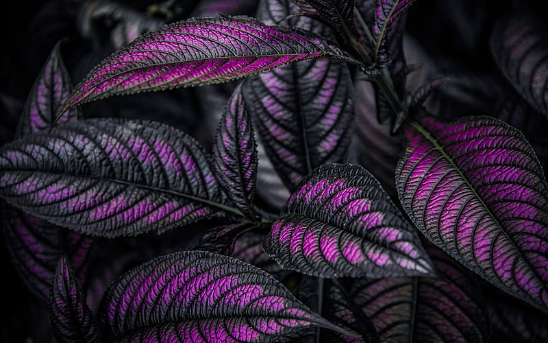 violet leaves, plant, close-up, leaves, HD wallpaper