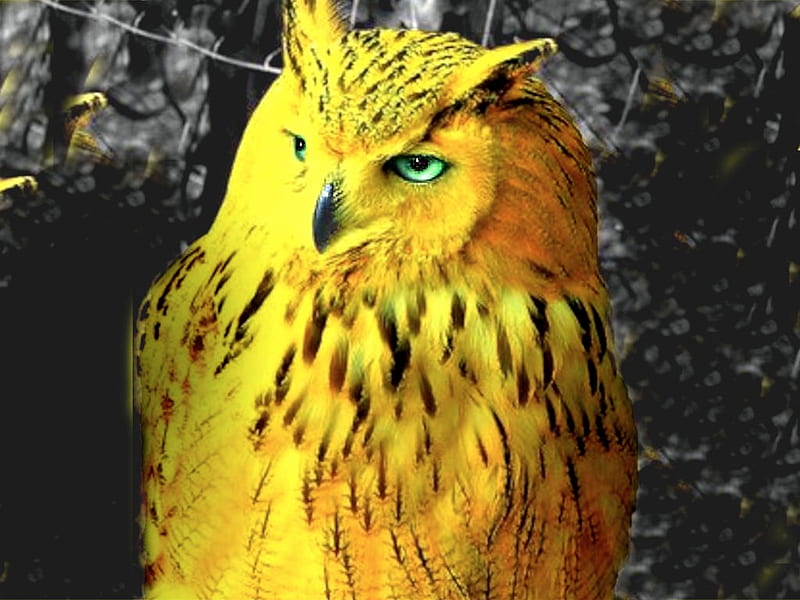 Golden Owl, color on black, the WOW factor, album, Watt Pad, HD wallpaper
