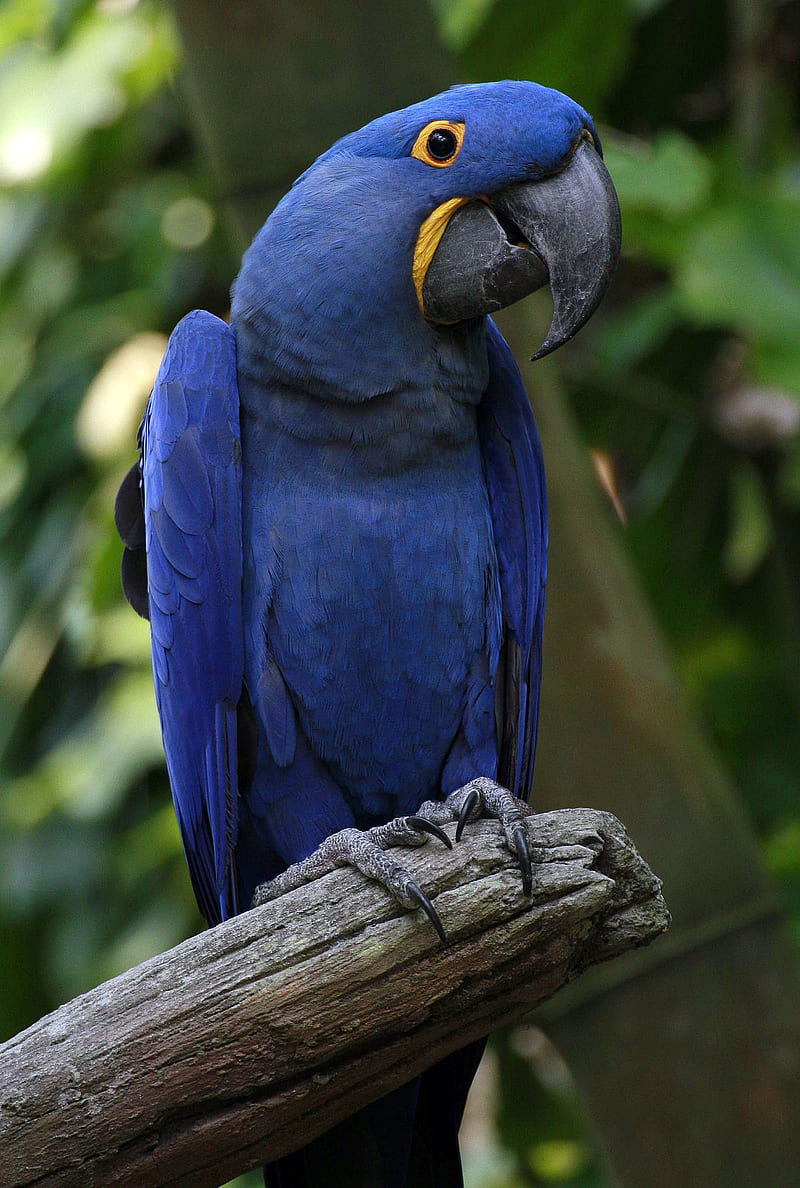 Hyacinth macaw, animals, parrot, parrots, wild, HD phone wallpaper | Peakpx