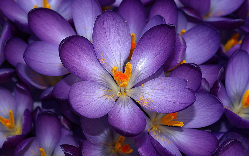 purple flower macro-Plant, HD wallpaper