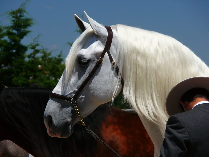 Baroque Head, baroque, white, andalusian, iberian, horses, spanish, HD wallpaper