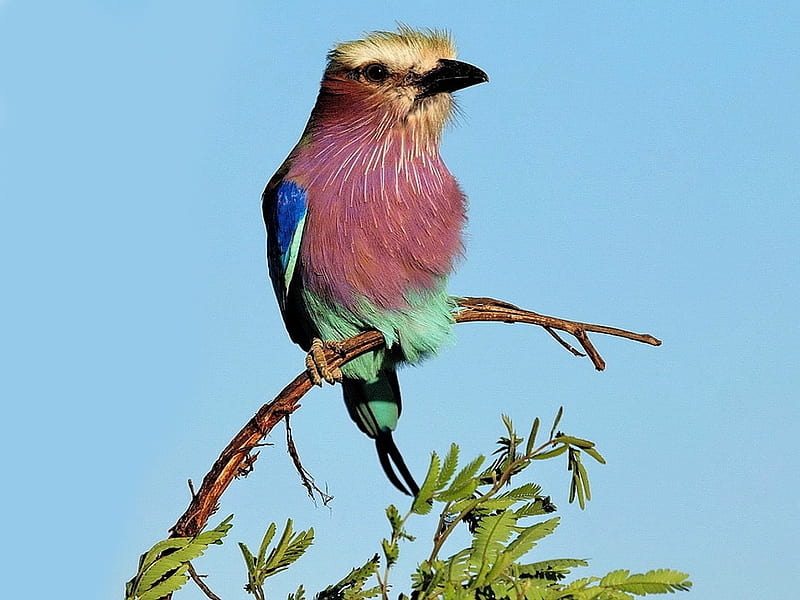 Lilac-Breasted-Roller, lilac, bird, breasted, roller, africa, HD wallpaper