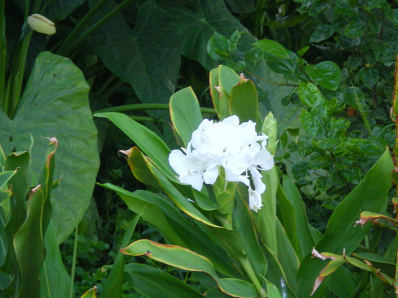 White canna, flowers, canna, nature, white, HD wallpaper