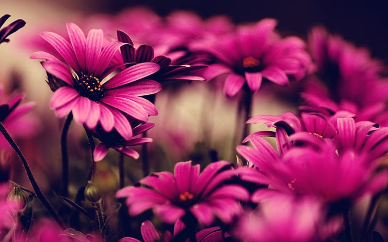Spring, Daisy, African Daisy, Purple Flower, HD wallpaper