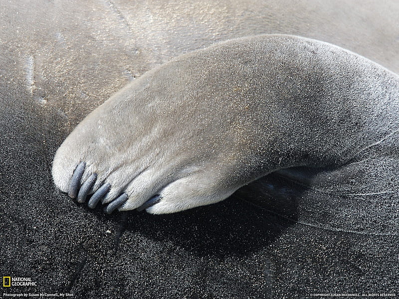 Elephant Seal Flipper- National Geographic selected, HD wallpaper