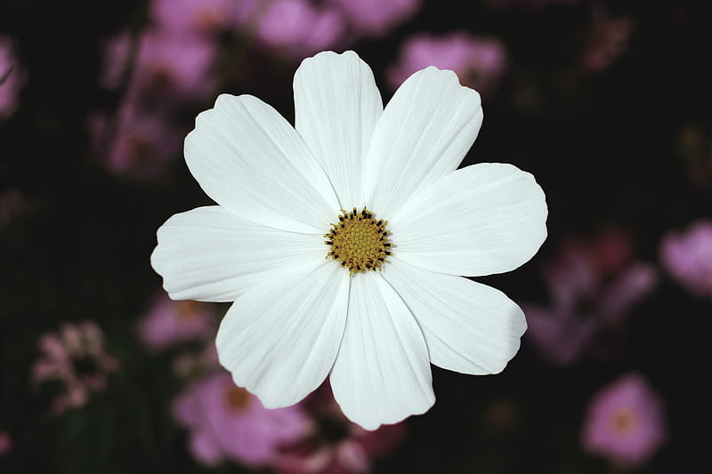white broad petaled flower, HD wallpaper