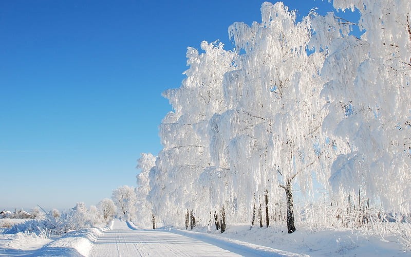 Winter Road in Latvia, Latvia, birches, road, winter, hoarfrost, HD wallpaper