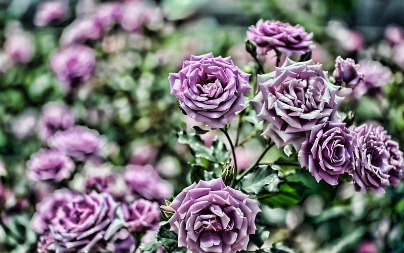 violet rose, bokeh, close-up, violet bud, R, roses, violet flowers, HD wallpaper
