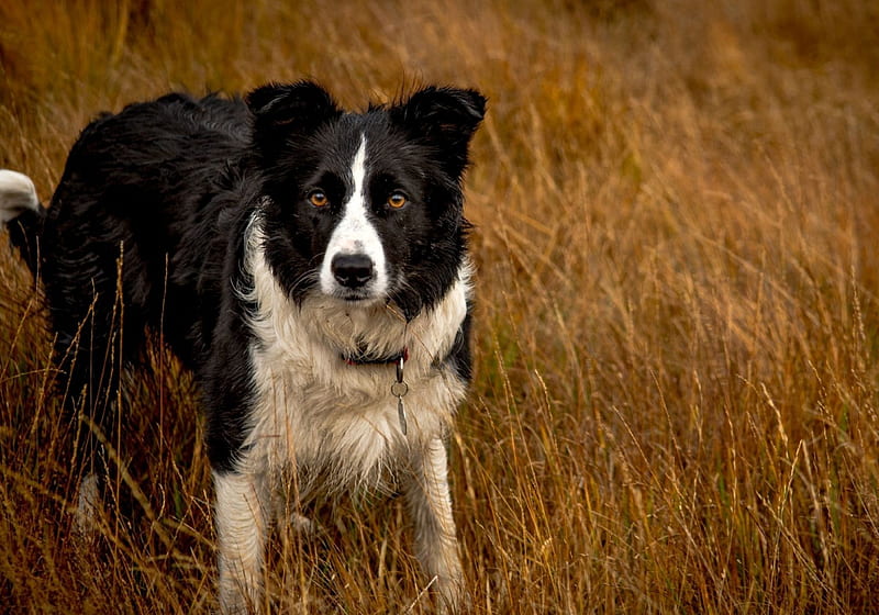 Border Collie Orange And White | atelier-yuwa.ciao.jp