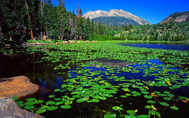 Lilly pad floats, pond, mountain, forest, leaves, lilly, HD wallpaper
