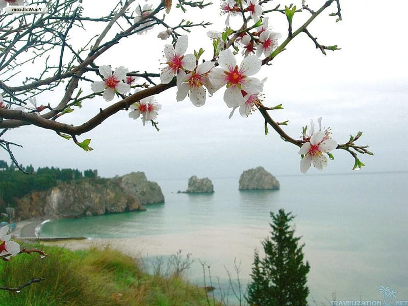 White spring blooming, plum, tree, flowers, spring, lake, HD wallpaper