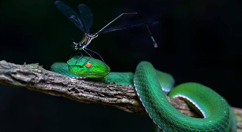 Green white-lipped pit viper, wildlife, nature, snake, animals, insects, wild animals, repiles wild, viper, HD wallpaper