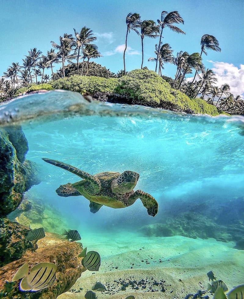 Turtle , sea, turtles, HD phone wallpaper