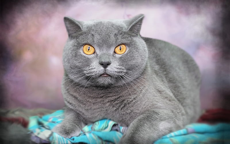 British Shorthair Gray Cat, big eyes, pets, cats, portrait, HD wallpaper