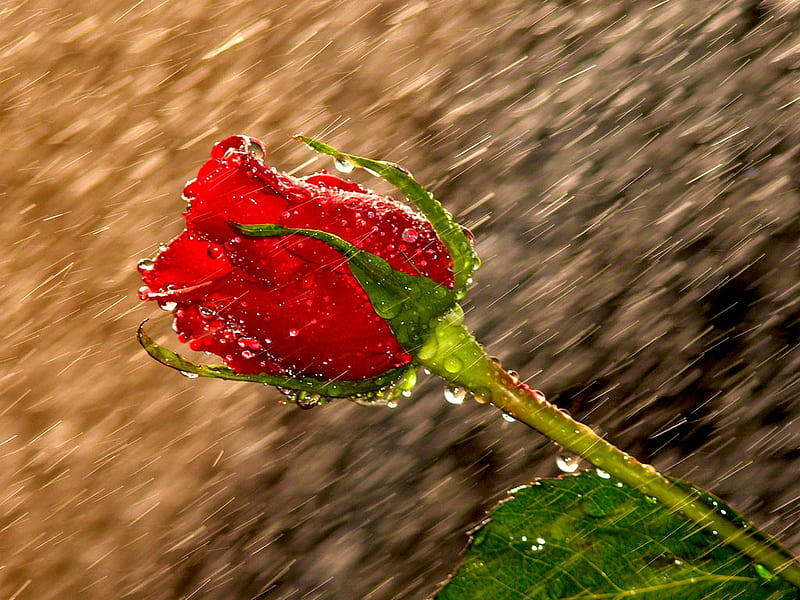 DELICACY OF RAINDROPS, water, wet, rose, fresh, raindrops, rain, stem, leaf, HD wallpaper