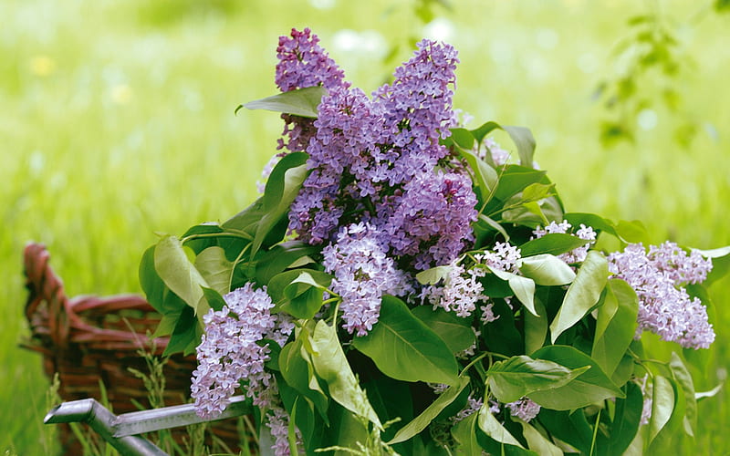 Fresh cut Lilacs, leaves, grass, basket, flowers, lilacs, HD wallpaper