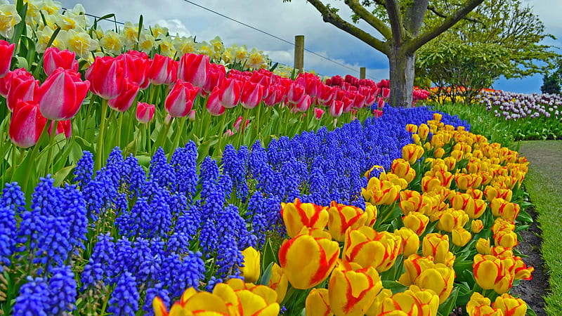 Spring Flower Garden, Tulip Farm, HD wallpaper