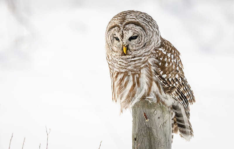 winter, snow, owl, bird, post, white background, a barred owl for , section животные, HD wallpaper
